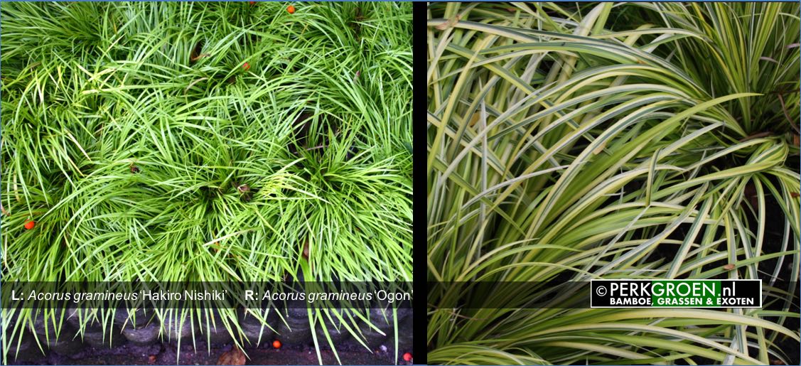 Acorus gramineus Hakiro Nishiki     R- Acorus gramineus Ogon